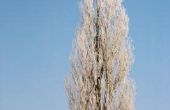 Waarom geldt een populier boom verliest zijn bladeren in de zomer?