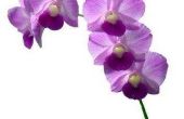 Hoe de zorg voor vers gesneden orchideeën Dendrobium