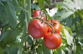 Namen van verschillende tomatenplanten