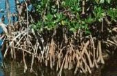 De levenscyclus van een Mangrove-boom