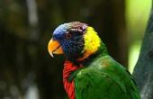 Hoe Trim een zon papegaaiachtigen snavel