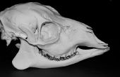 De anatomie van de schedel van een hert
