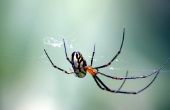 Giftige spinnen in Madagaskar
