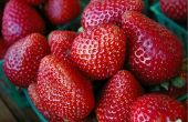 Tips over snijden aardbeien voor Fruit bakjes