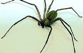 Hoe te identificeren een Brown Recluse Spider