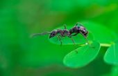 Soorten zwarte mieren