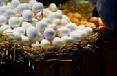 Het uitpakken van hyaluronzuur van eieren