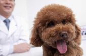 Tonsillitis symptomen bij honden