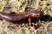 Verschillen tussen een Salamander en een Newt