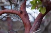 Hoe om te groeien van een boom Manzanita