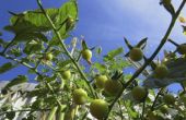 How to Protect tomatenplanten van bevriezing