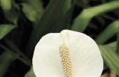 Het belang van de vrede Lily Plant