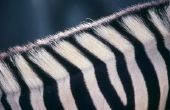 Hoe maak je een Zebra streep Stencil voor de toepassing van verf op muren