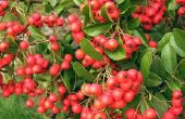 Native Berry planten van Missouri