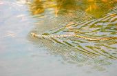 How to Get Rid van Water slangen