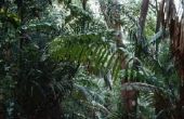 Giftige planten in het regenwoud
