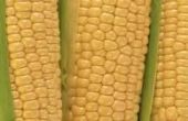 De verschillen tussen maïs & maïs