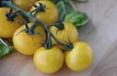 How to Grow gele tomaten