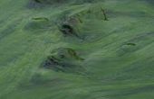 Vijver algen na Winter