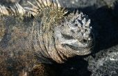 Galapagos eiland dieren & planten