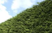 Waarom een Leyland cipres boom draait Brown