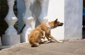 Home Remedies voor infectie bij honden