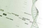 Hoe te berekenen van de lengte van de fragmenten van DNA