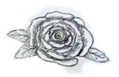 Hoe teken je een roos gemakkelijk