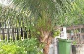 How to Plant dwerg kokospalmen