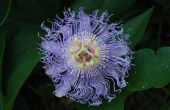 Hoe te herkennen van wilde planten van Tennessee & bloemen