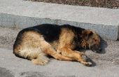 Canine Esophogeal maag symptomen