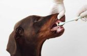 Hoe vaak moet u uw hond de tanden poetst?