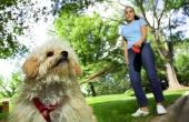 Wat zijn de voordelen van het gebruik van een hond harnas Over een hond kraag?