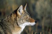Coyote jachtwetgeving in Alabama