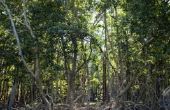 Lijst van tien bedreigde planten in Palawan
