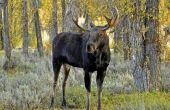 Hoe te identificeren Moose Tracks