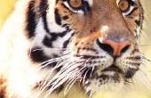 Vijf redenen waarom tijgers een bedreigde dier zijn
