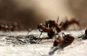 De beste mier-moordenaars voor werven