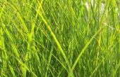 Project van de wetenschap van de groei van gras