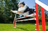 How to Make hond Agility apparatuur uit PVC pijp