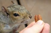 How to Get Rid van vlooien mijten op eekhoorns