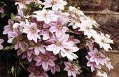 How to Grow Clematis in Texas