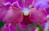 Hoe om te knijpen uit dode bloemen van orchideeën