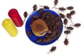 Zijn kakkerlakken slecht voor honden te eten?