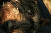 Tekenen & symptomen van een Canine met nierschade of kneuzingen