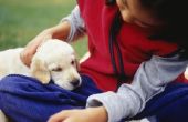 De voordelen & nadelen van een Labrador Retriever