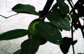 Hoe herken ik een citroen uit een Lindeboom