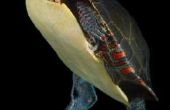 Hoe te weten het verschil tussen een vrouwelijke & mannelijke zeeschildpad