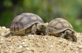 Het verschil tussen mannelijke & vrouwelijke Sulcata schildpadden
