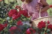 How to Get Rid van bladluis op rozen